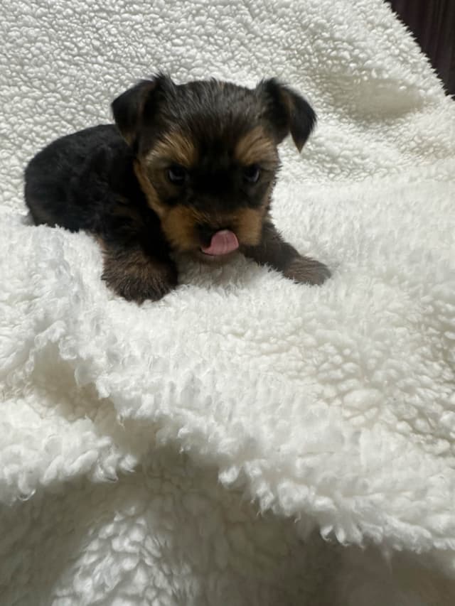 Yorkshire Terrier Male puppy media 4