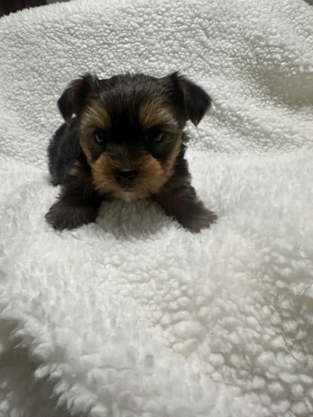 Yorkshire Terrier Male puppy media 5