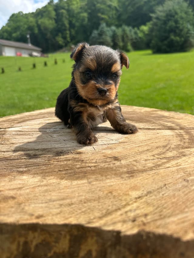 Yorkshire Terrier Male puppy media 7