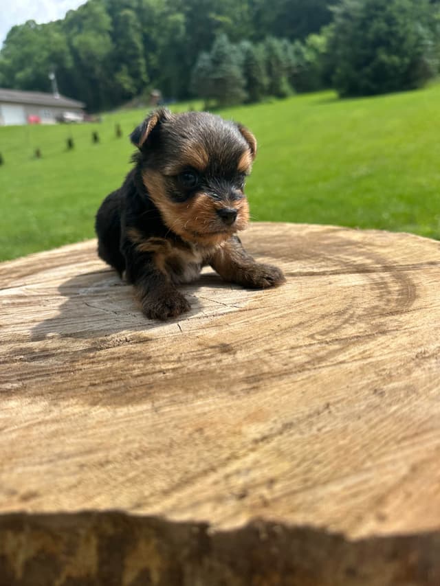 Yorkshire Terrier Male puppy media 8