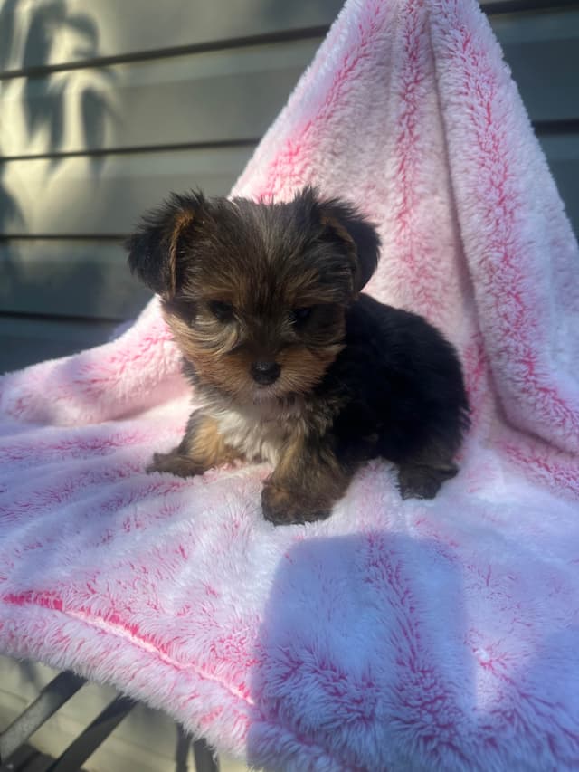 Yorkshire Terrier Male puppy media 10