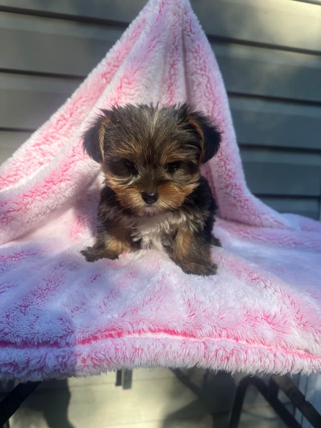 Yorkshire Terrier Male puppy media 11