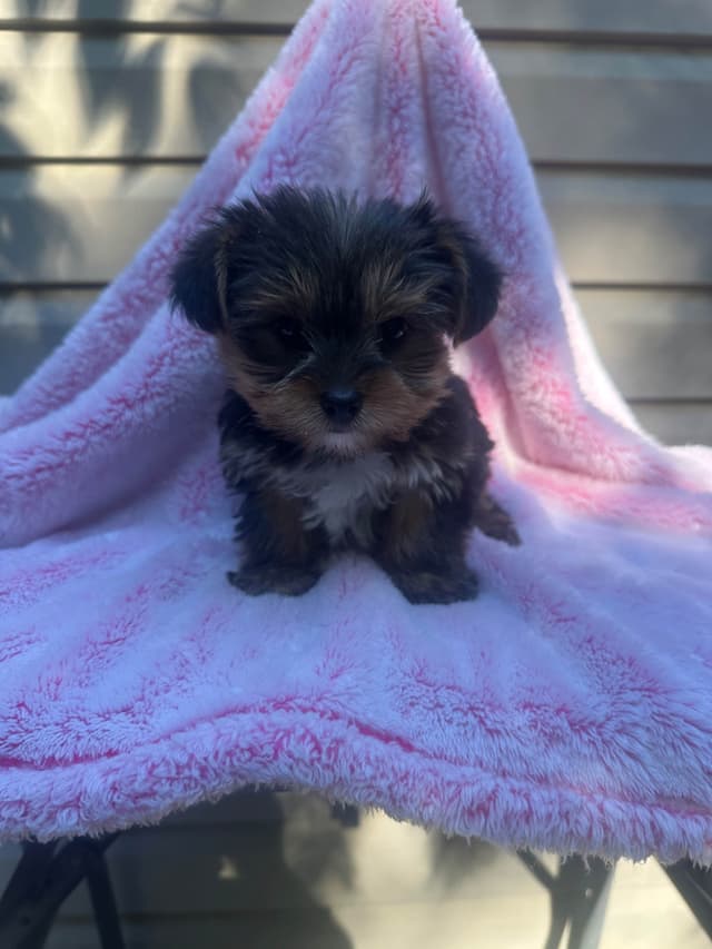 Yorkshire Terrier Male puppy media 12
