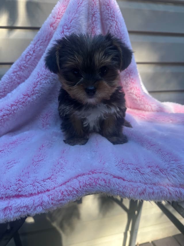 Yorkshire Terrier Male puppy media 13