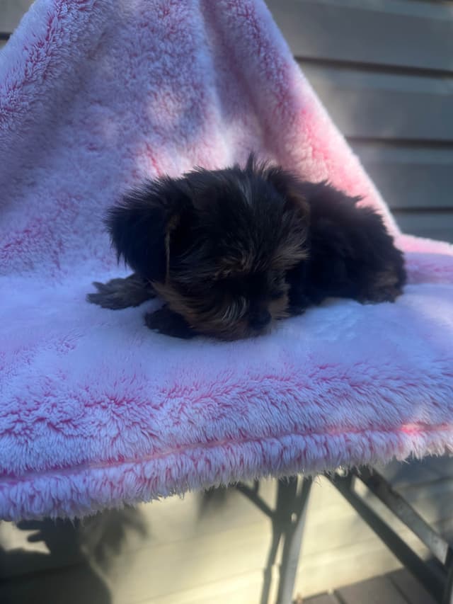 Yorkshire Terrier Male puppy media 14
