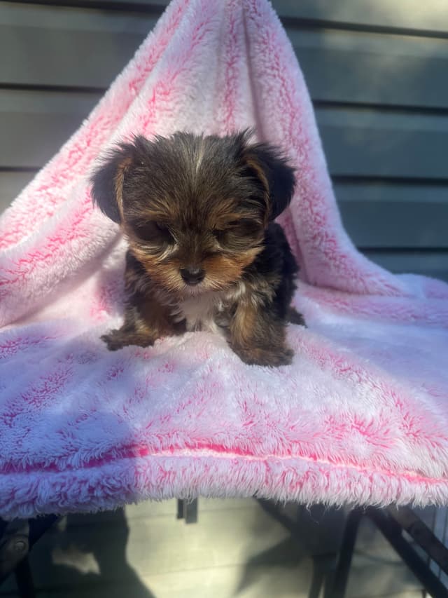 Yorkshire Terrier Male puppy media 15