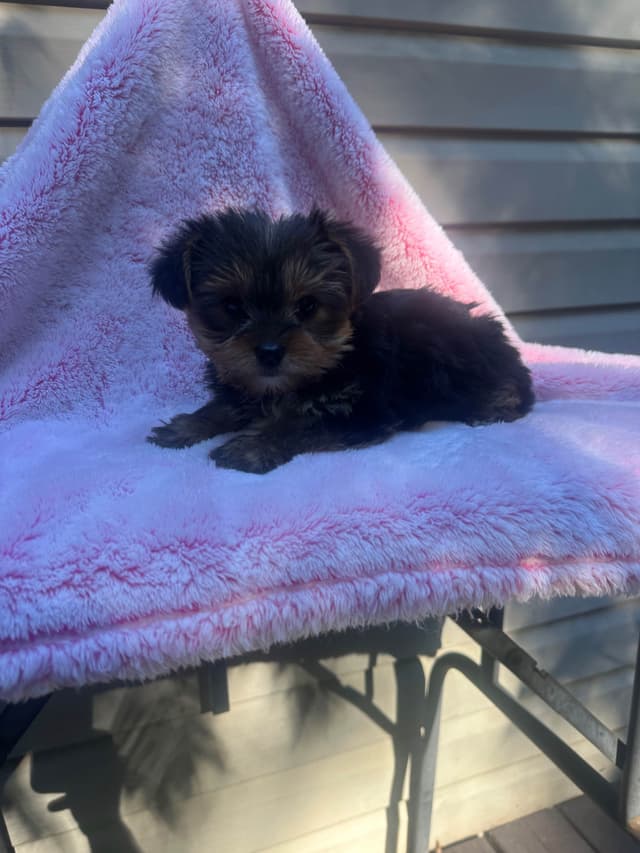 Yorkshire Terrier Male puppy media 16