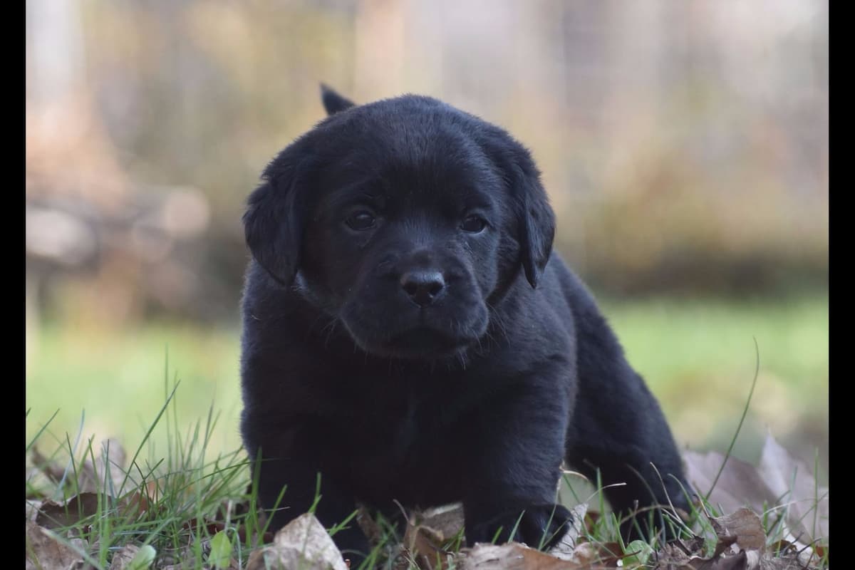 Labrador Retriever Puppies breeder image 4