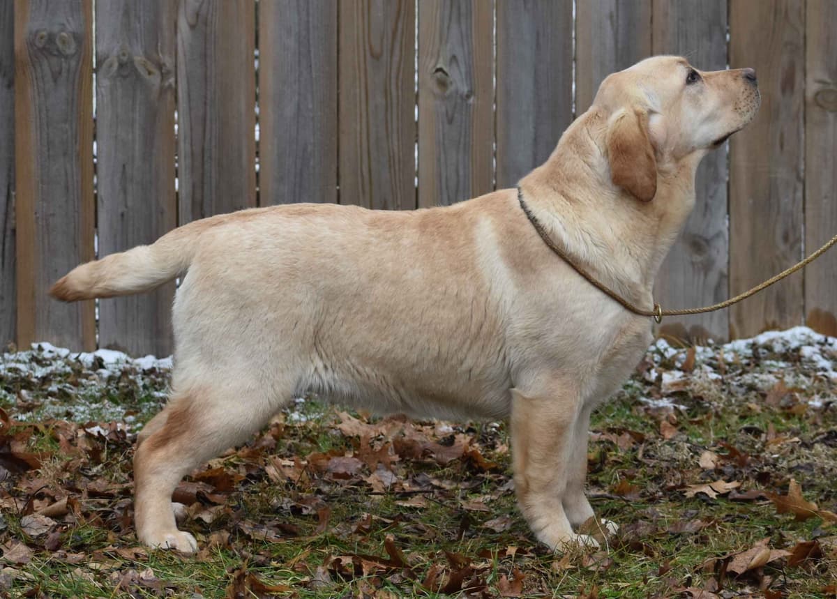 Labrador Retriever Puppies breeder image 6