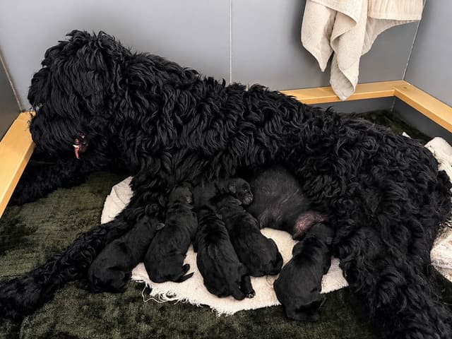Giant Schnauzer Puppies media 2