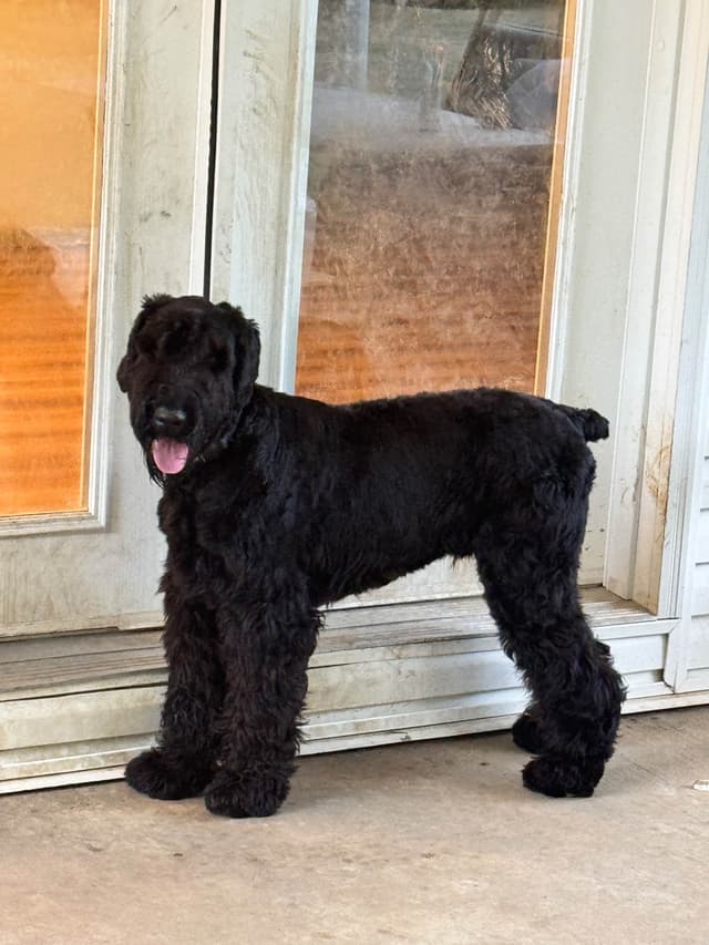 Giant Schnauzer Puppies media 4