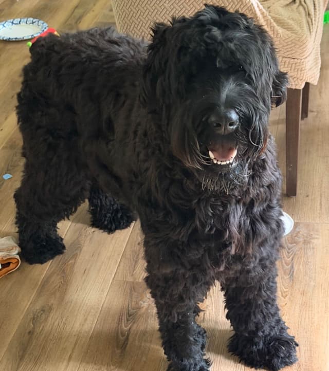 Giant Schnauzer Puppies media 3