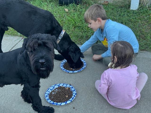Giant Schnauzer Puppies media 6