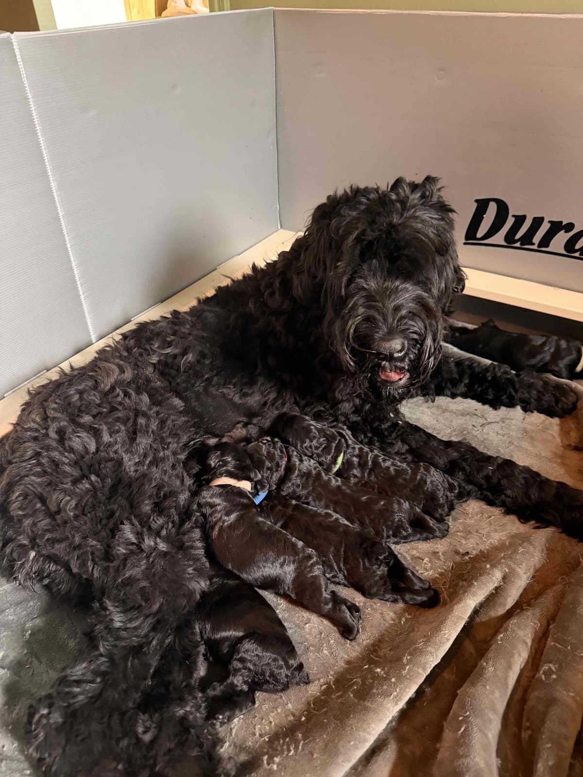 Giant Schnauzer Puppies breeder image 1
