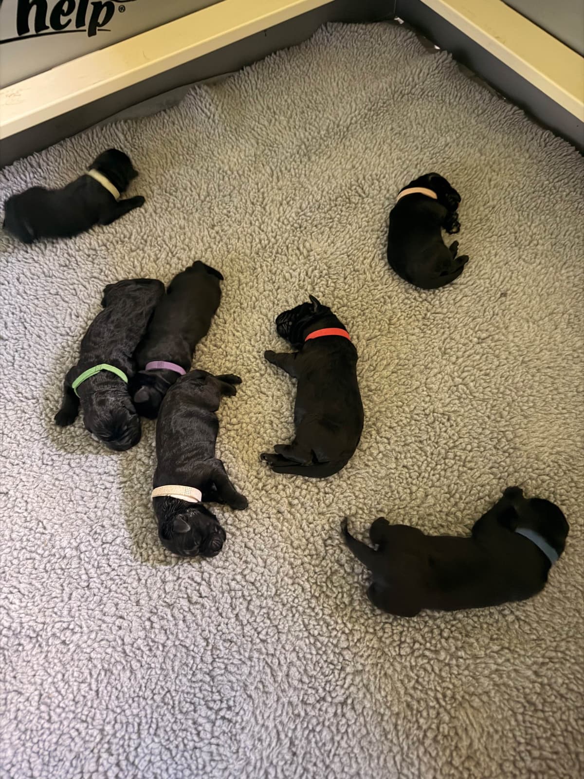 Giant Schnauzer Puppies breeder image 2