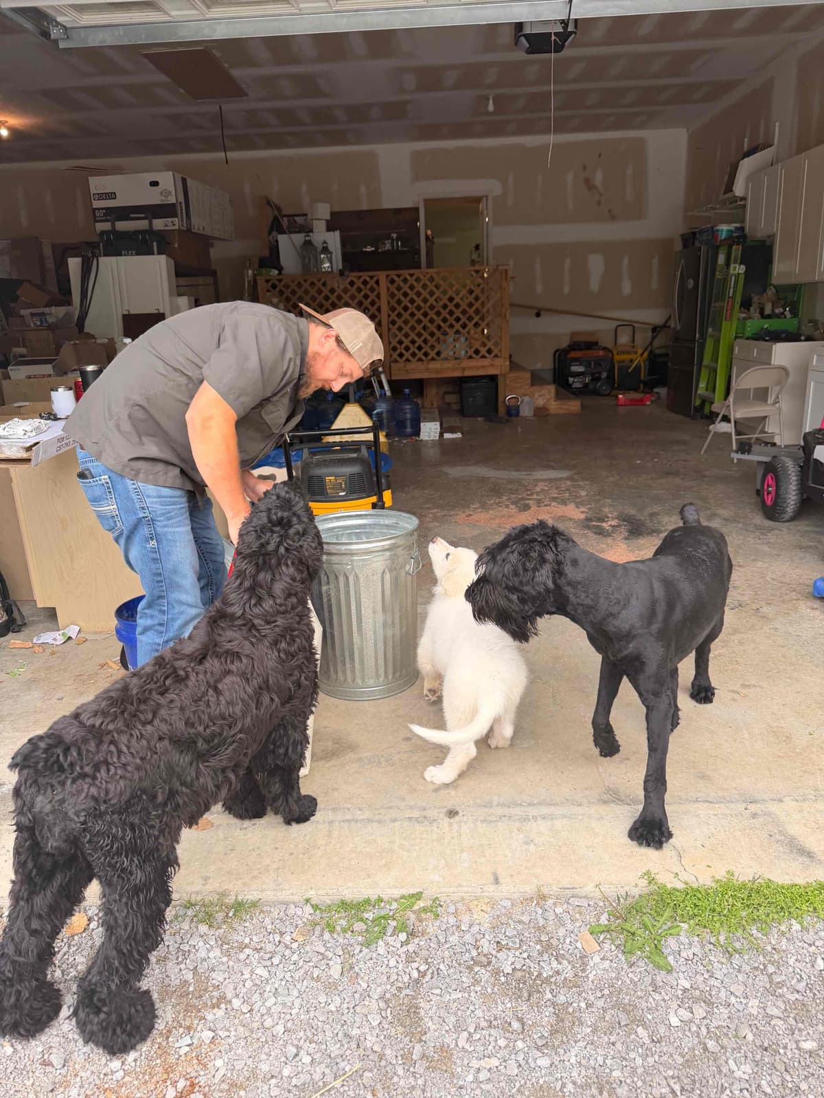 Giant Schnauzer Puppies breeder image 3