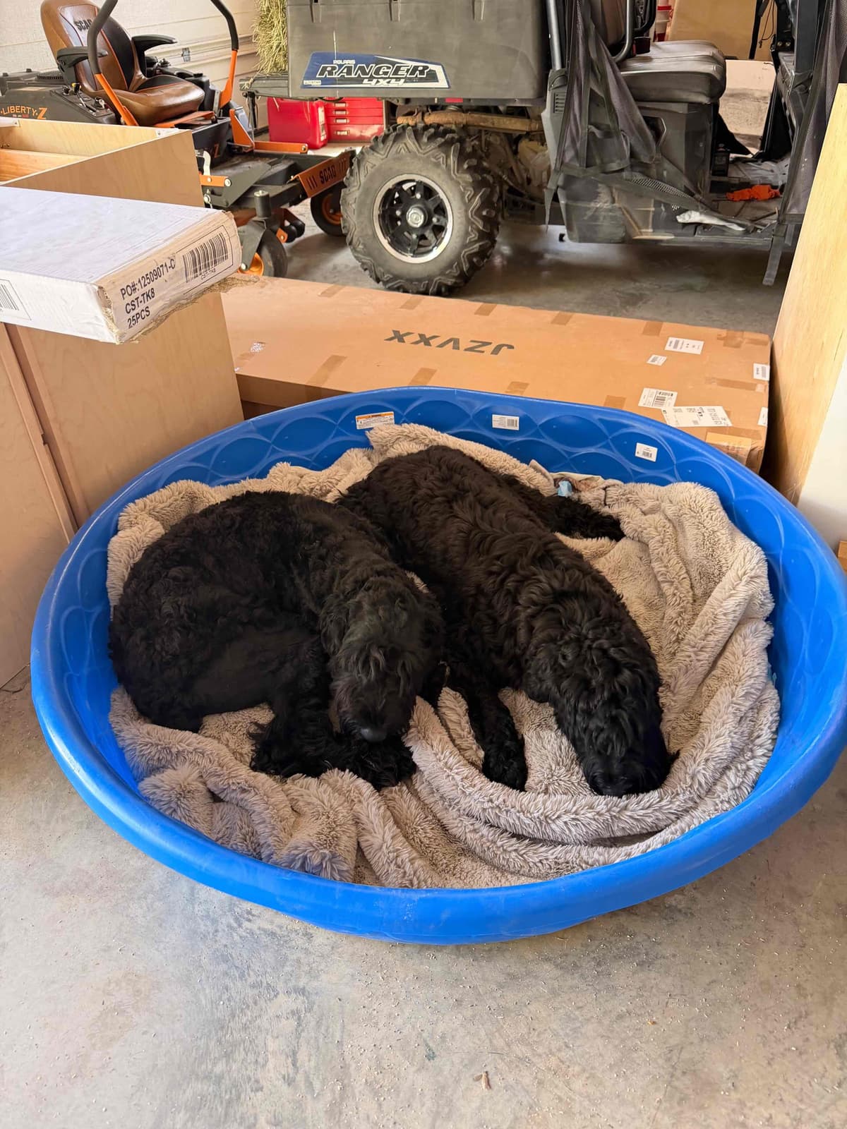 Giant Schnauzer Puppies breeder image 4