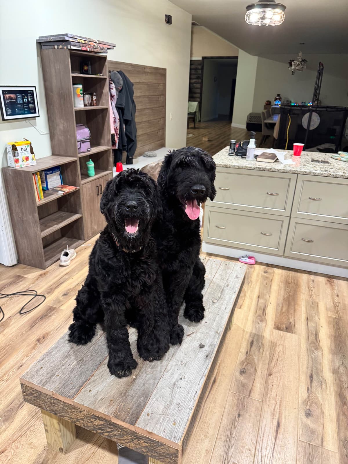 Giant Schnauzer Puppies breeder image 6