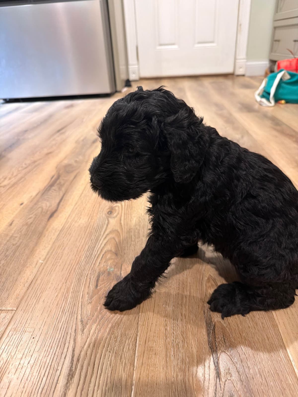 Giant Schnauzer Puppies breeder image 7