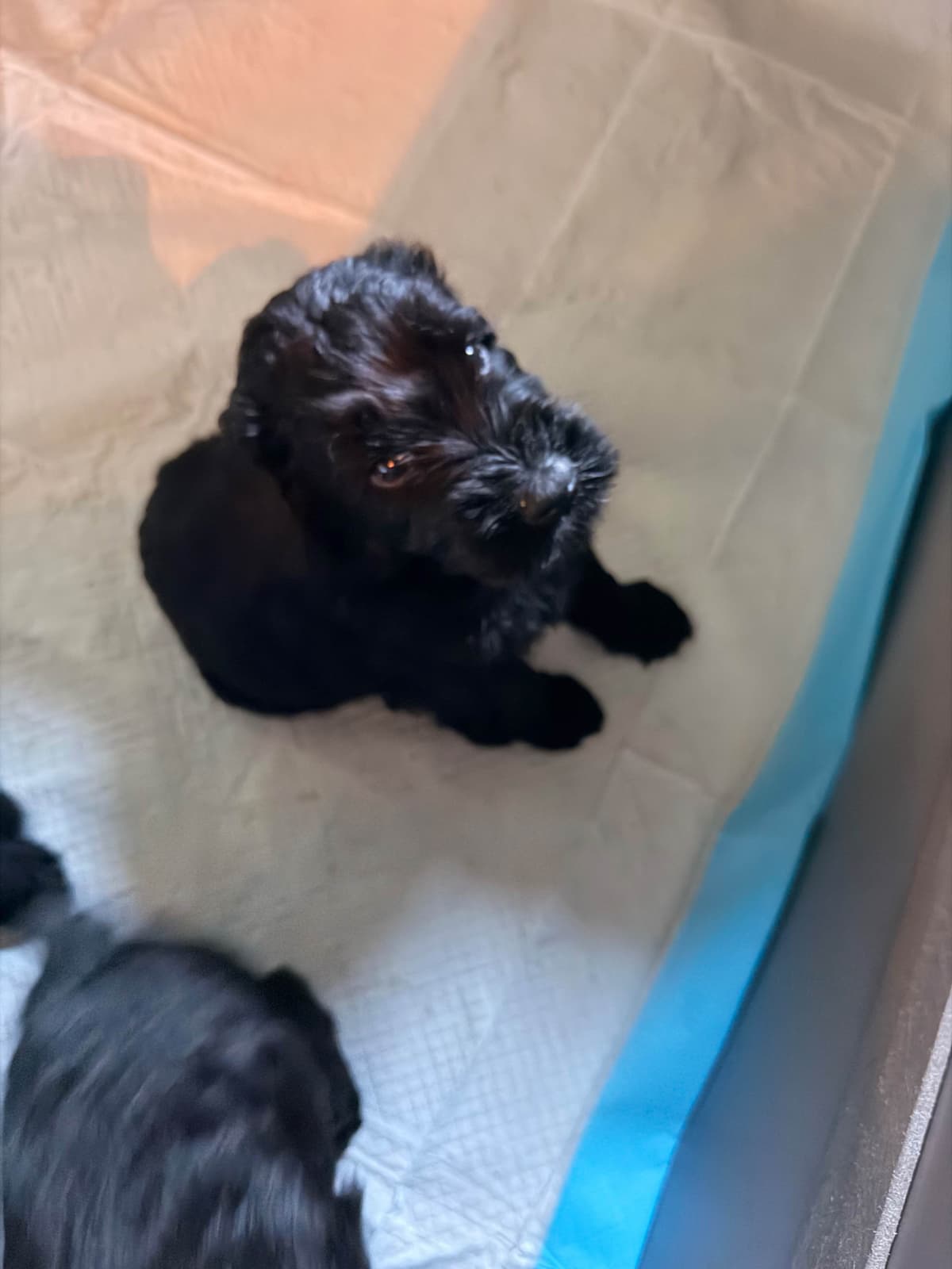 Giant Schnauzer Puppies breeder image 8