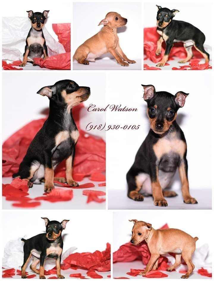 Miniature Pinscher Puppies breeder image 1