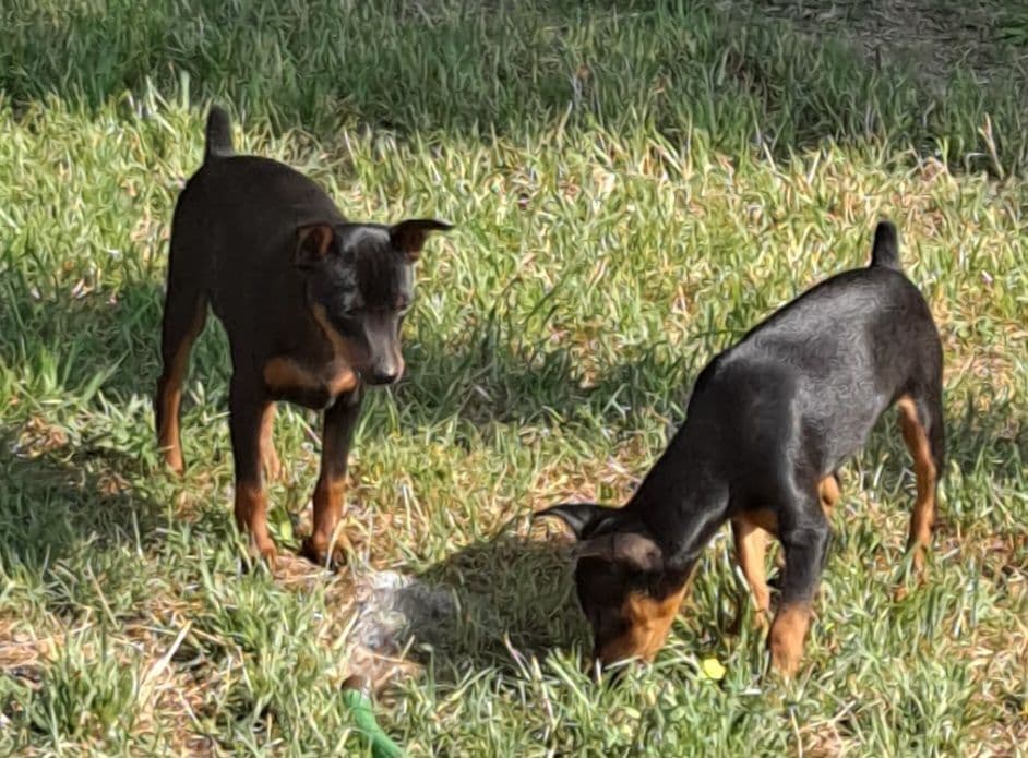 Miniature Pinscher Puppies breeder image 2