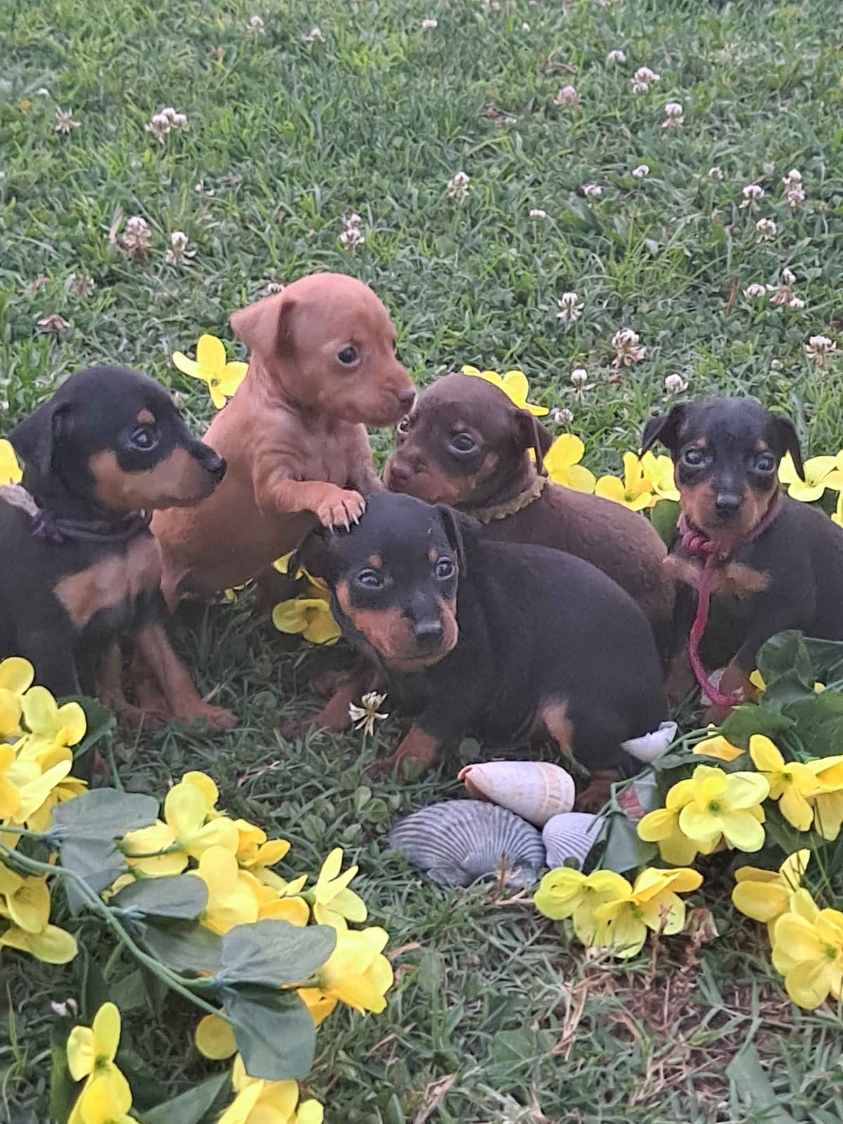 Miniature Pinscher Puppies breeder image 3