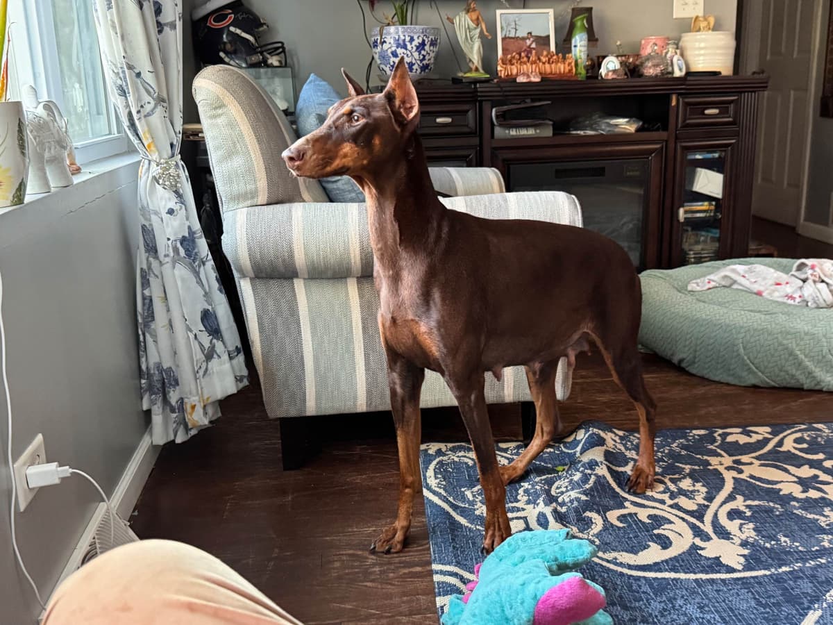 Doberman Pinscher Puppies breeder image 1