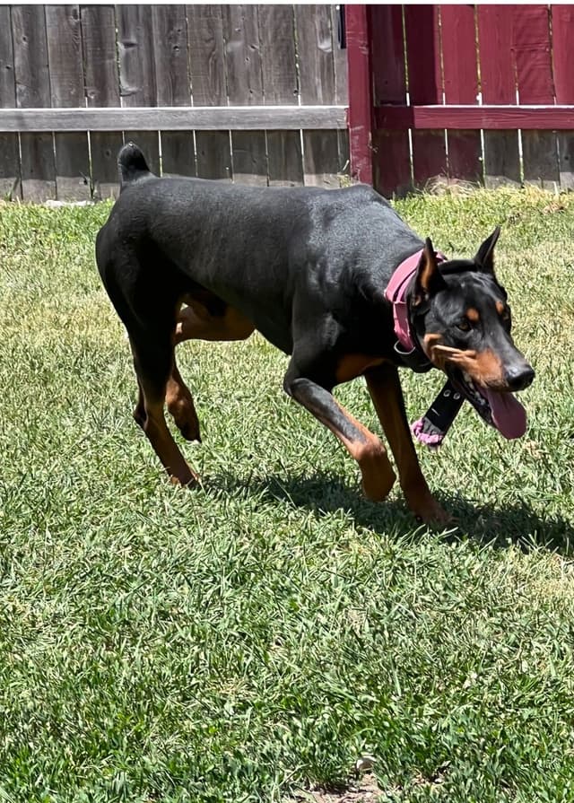 Doberman Pinscher Puppies media 2