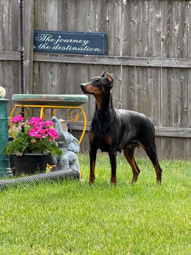 Doberman Pinscher Puppies media 3