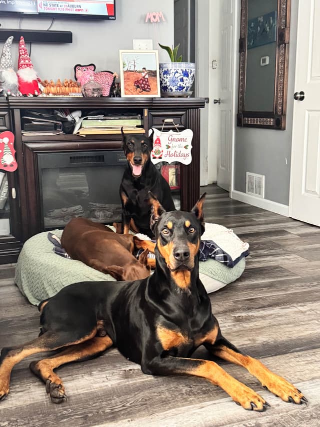 Doberman Pinscher Puppies media 4