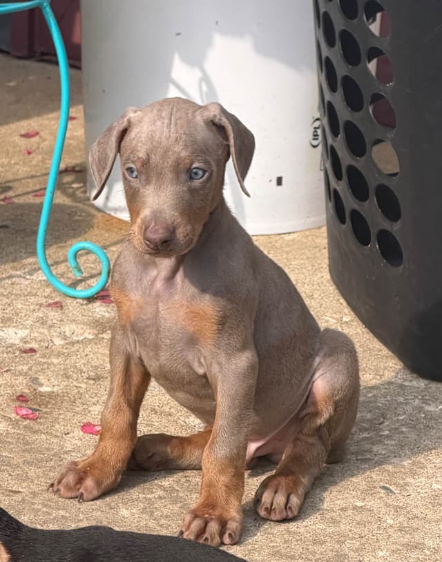 Doberman Pinscher Puppies media 5