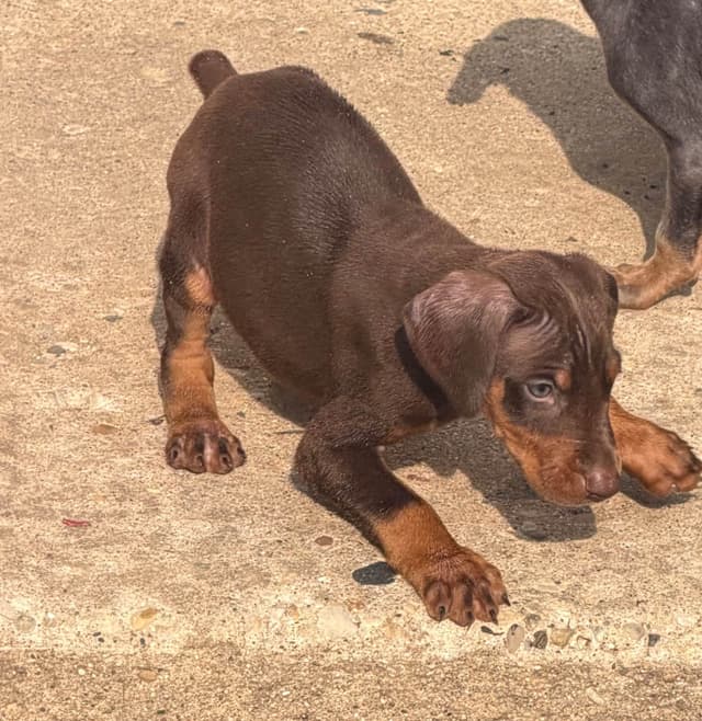 Doberman Pinscher Puppies media 6