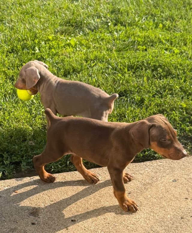 Doberman Pinscher Puppies media 7