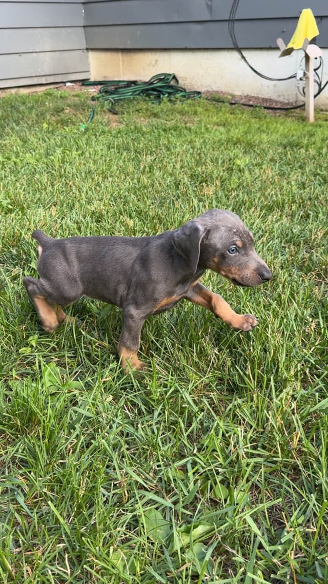 Doberman Pinscher Puppies media 8