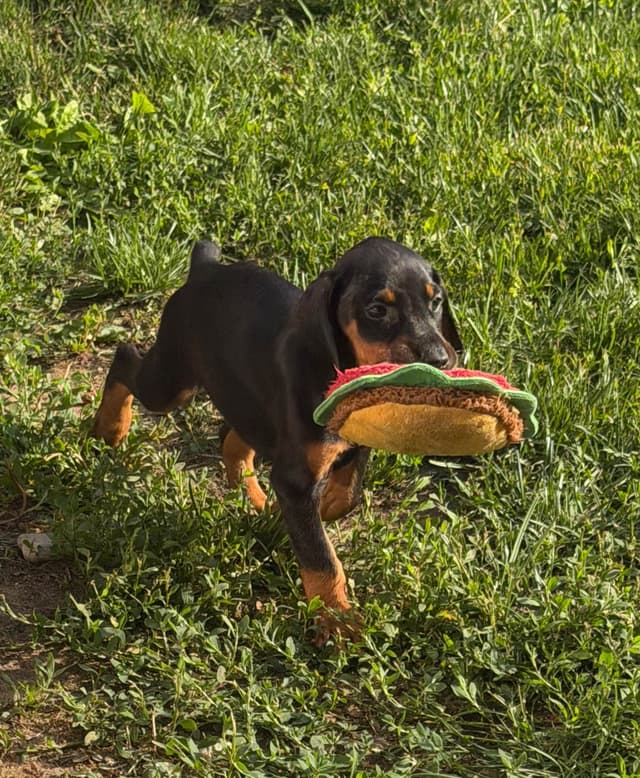 Doberman Pinscher Puppies media 9