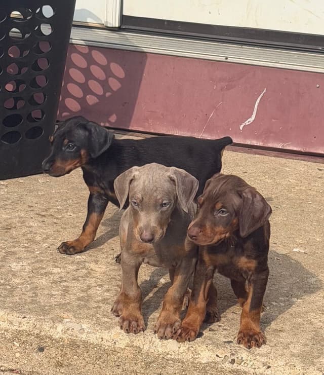 Doberman Pinscher Puppies media 10