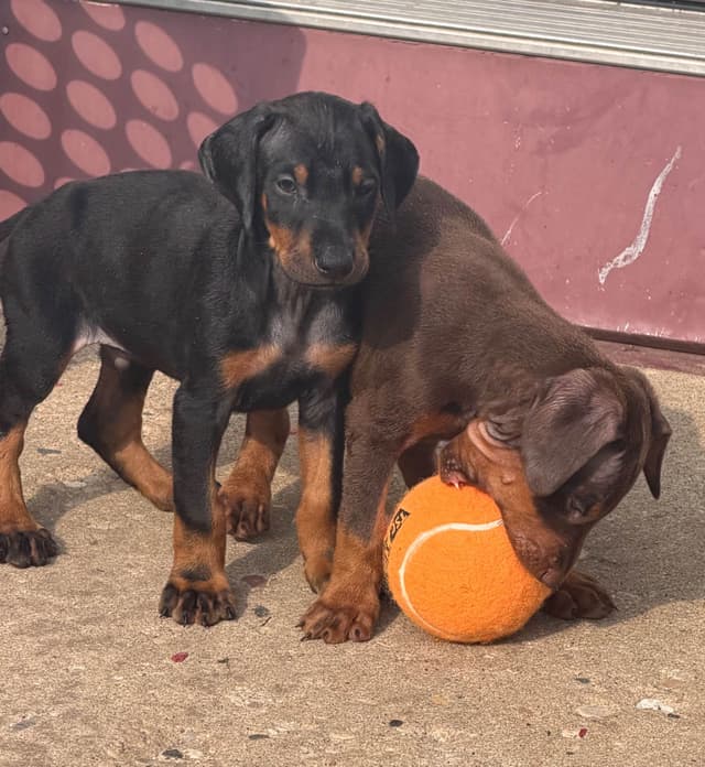 Doberman Pinscher Puppies media 12