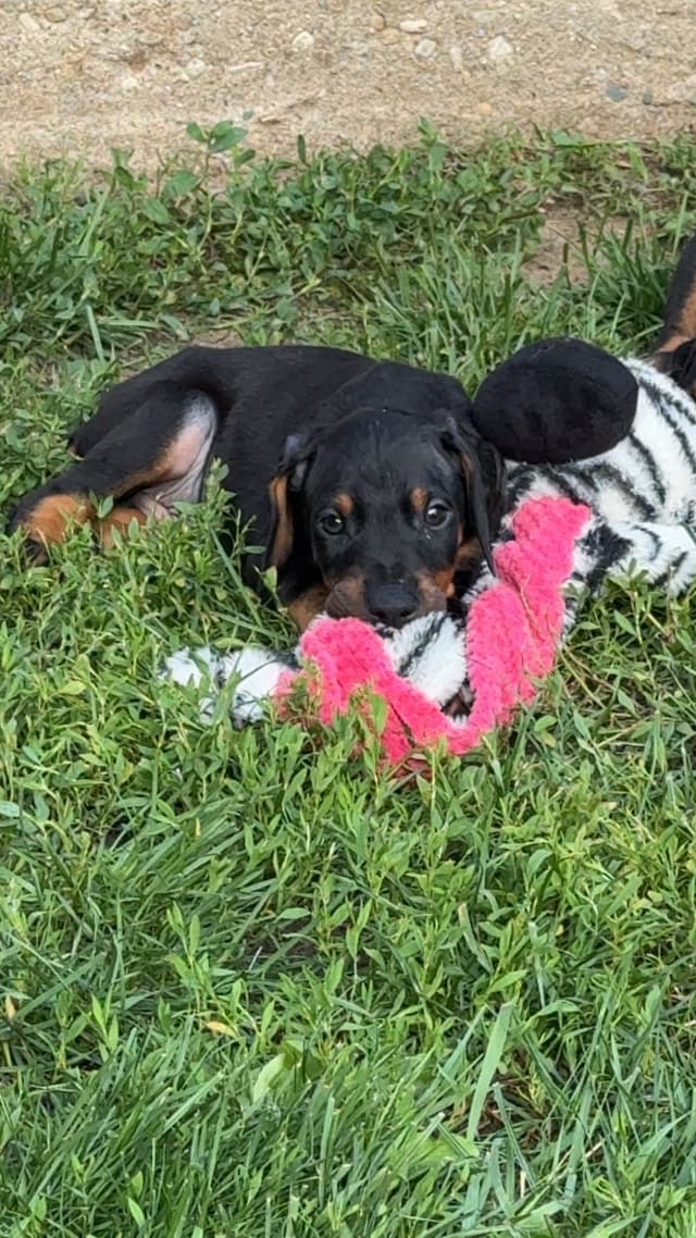 Doberman Pinscher Puppies media 13