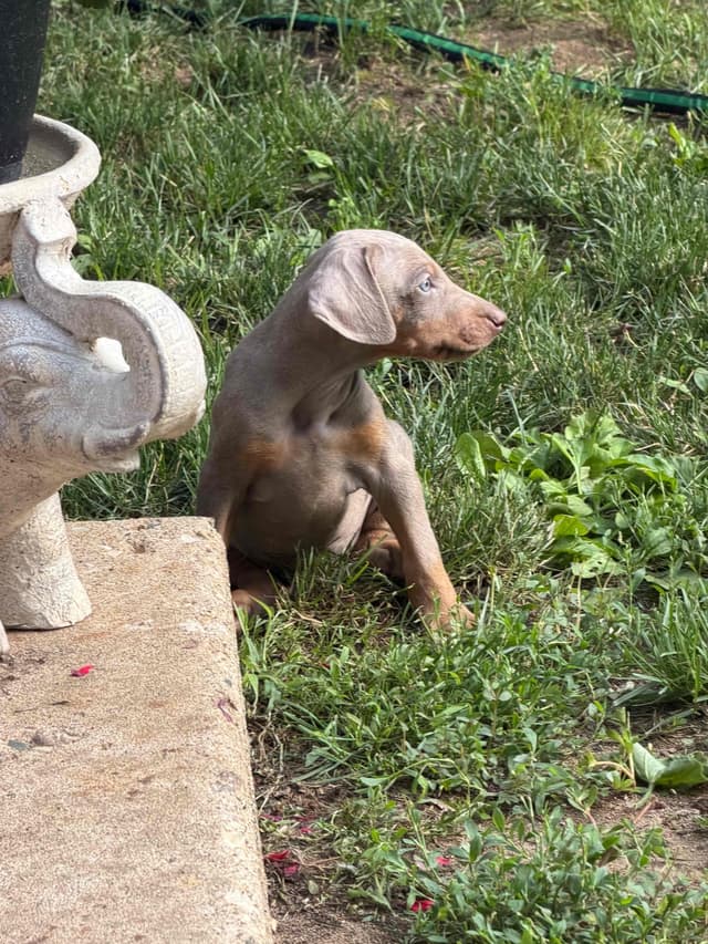 Doberman Pinscher Puppies media 14