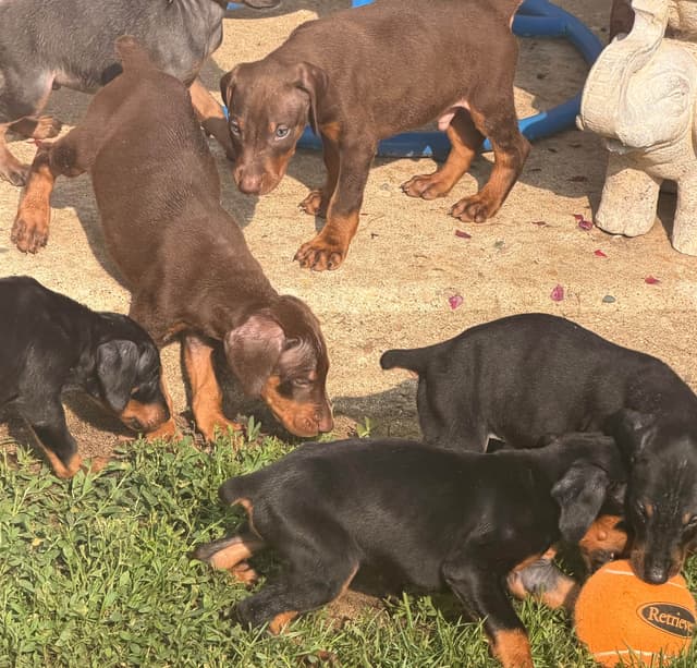 Doberman Pinscher Puppies media 15