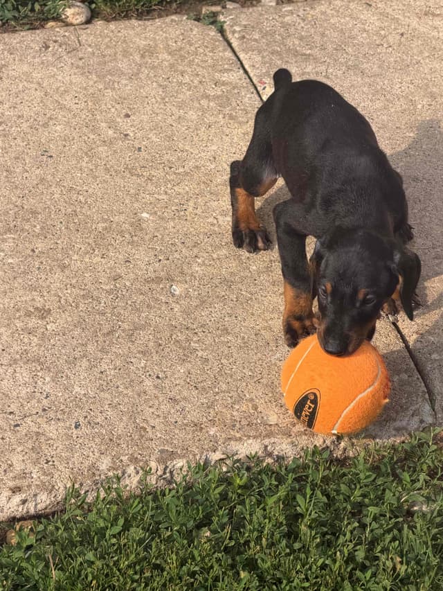 Doberman Pinscher Puppies media 16