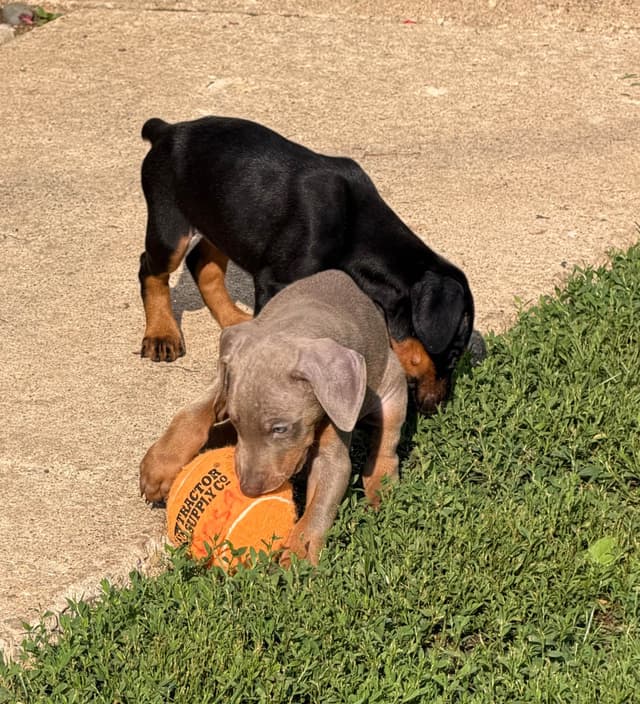 Doberman Pinscher Puppies media 17