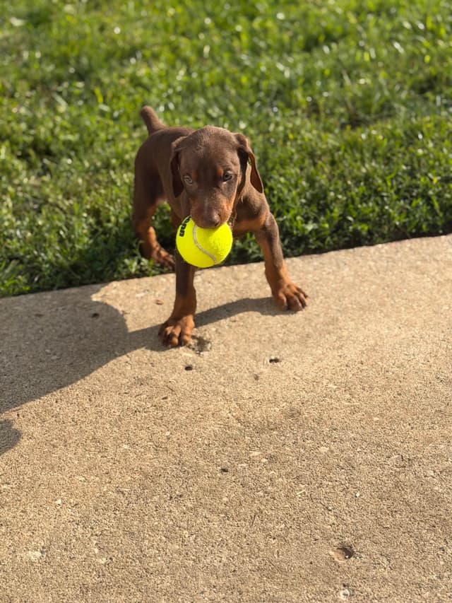 Doberman Pinscher Puppies media 18
