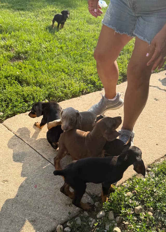 Doberman Pinscher Puppies media 19