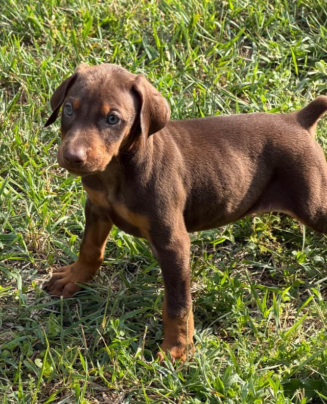 Doberman Pinscher Puppies media 20