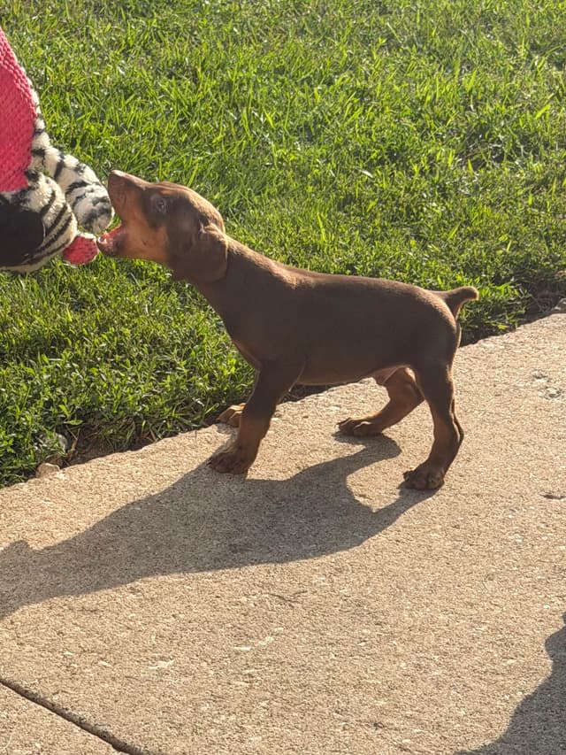 Doberman Pinscher Puppies media 21