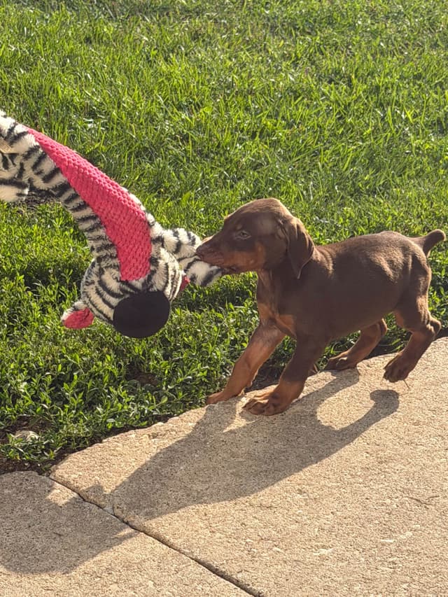Doberman Pinscher Puppies media 22