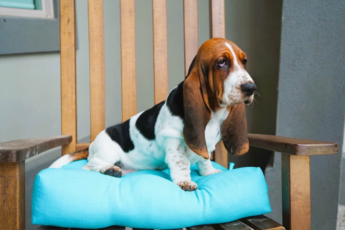 Basset Hound Puppies breeder image 5
