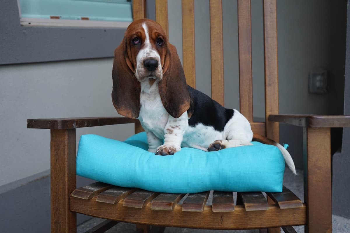 Basset Hound Puppies breeder image 6